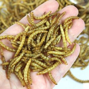 100g-Dried-Mealworms-for-Aquarium-Fish-Feed-Reptile-Turtle-Hamster-Wild-Bird-Pet-Food-Feeding-toy-32656107187