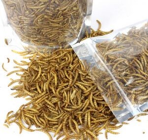 100g-Dried-Mealworms-for-Aquarium-Fish-Feed-Reptile-Turtle-Hamster-Wild-Bird-Pet-Food-Feeding-toy-32656107187