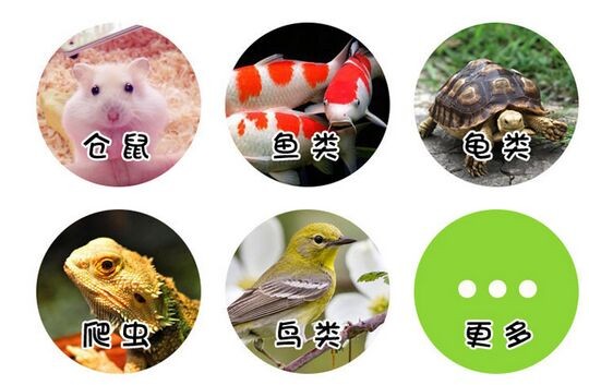 100g-Dried-Mealworms-for-Aquarium-Fish-Feed-Reptile-Turtle-Hamster-Wild-Bird-Pet-Food-Feeding-toy-32656107187