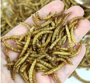 100g-Dried-Mealworms-for-Aquarium-Fish-Feed-Reptile-Turtle-Hamster-Wild-Bird-Pet-Food-Feeding-toy-32656107187