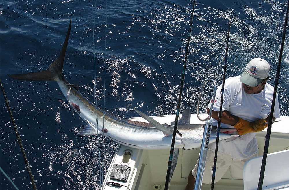 2017-New-Arrival-8-BB-fish-ratio-511-1000-7000-Series-Spinning-Fishing-Reel-crank-handle-steering-wh-32792030872