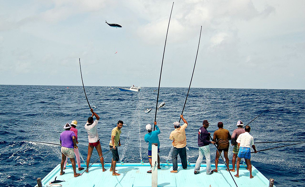 2017-New-Arrival-8-BB-fish-ratio-511-1000-7000-Series-Spinning-Fishing-Reel-crank-handle-steering-wh-32792030872